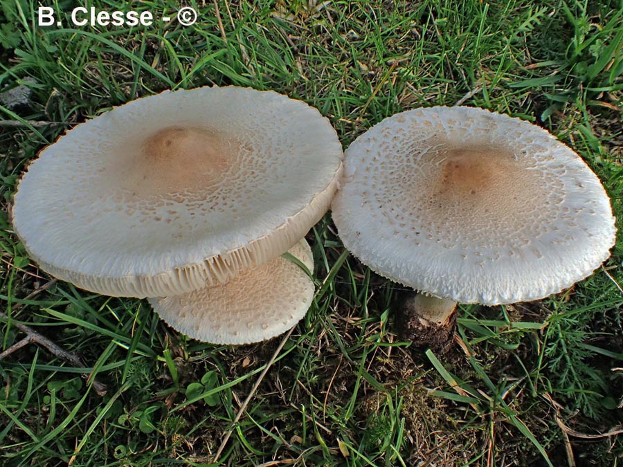 Macrolepiota excoriata