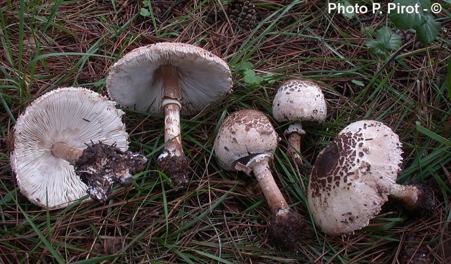 Macrolepiota fuligineosquarrosa