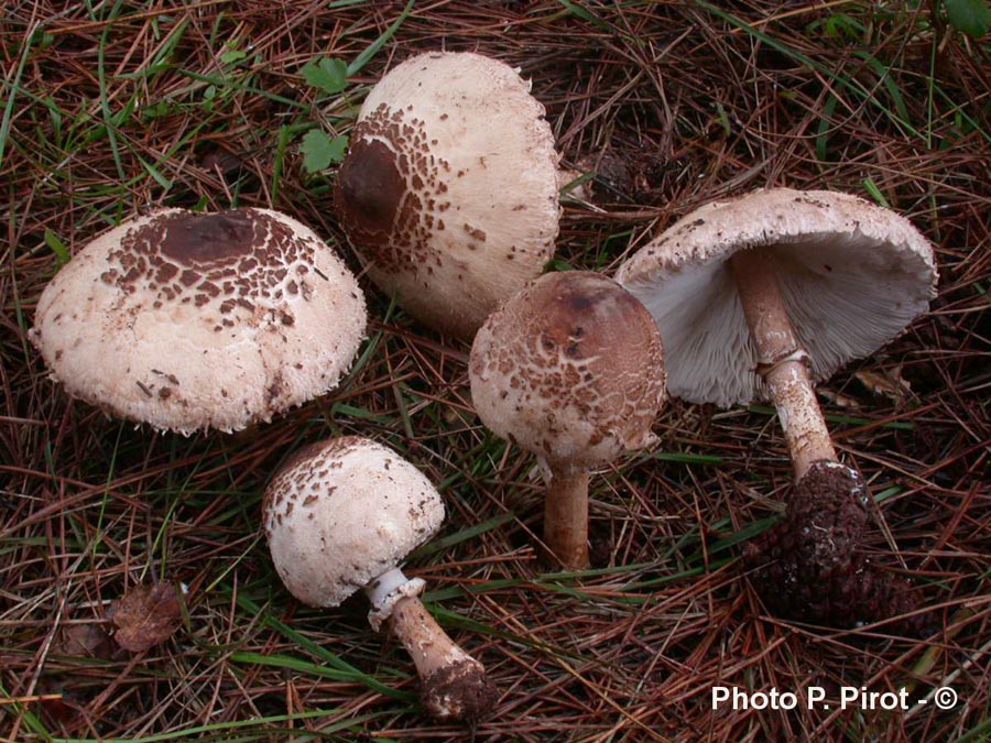 Macrolepiota fuligineosquarrosa