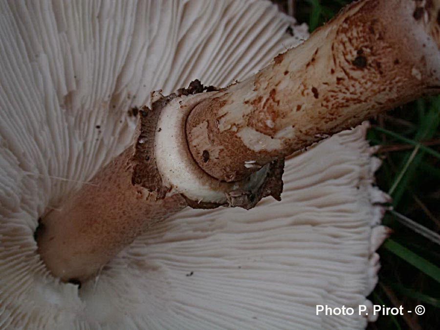 Macrolepiota fuligineosquarrosa