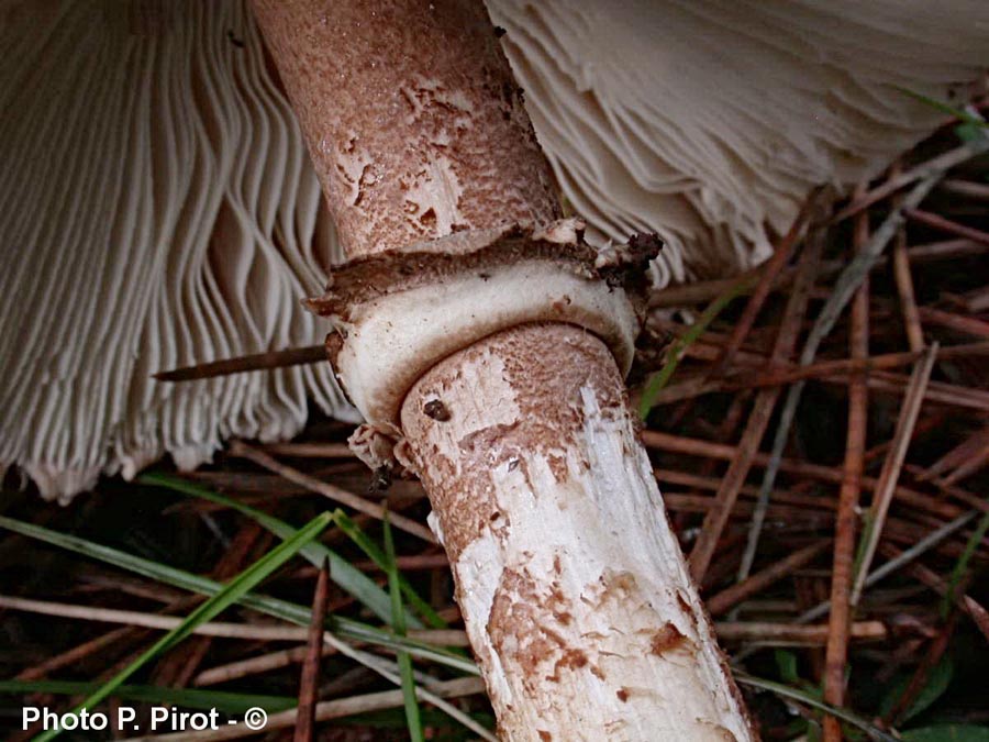 Macrolepiota fuligineosquarrosa