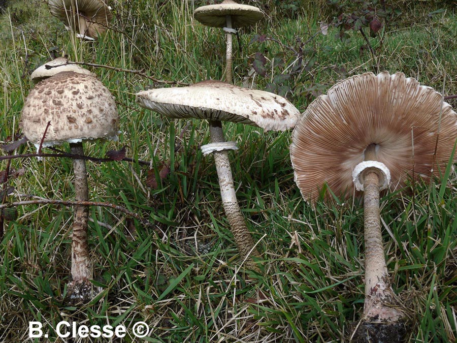 Macrolepiota fuliginosa