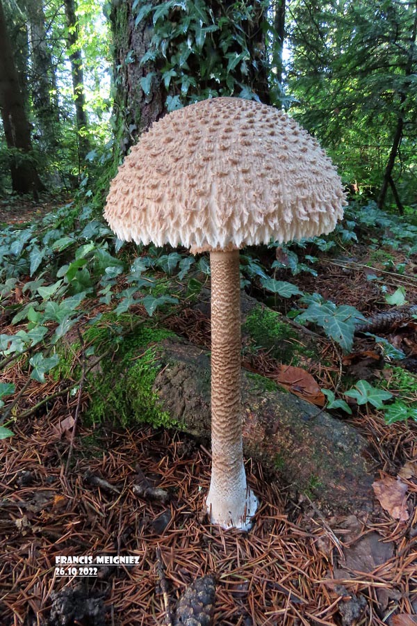 Macrolepiota fuliginosa