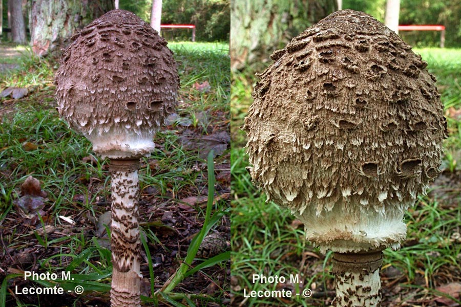 Macrolepiota fuliginosa