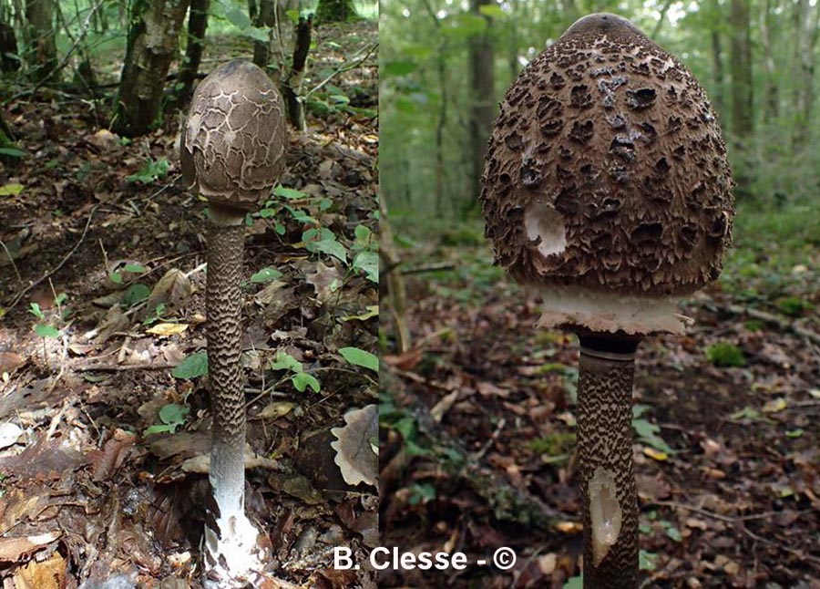 Macrolepiota fuliginosa