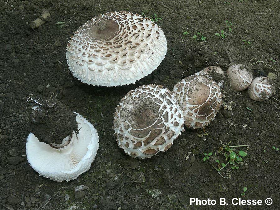 Macrolepiota rachodes var. hortensis (Chlorophyllum brunneum)