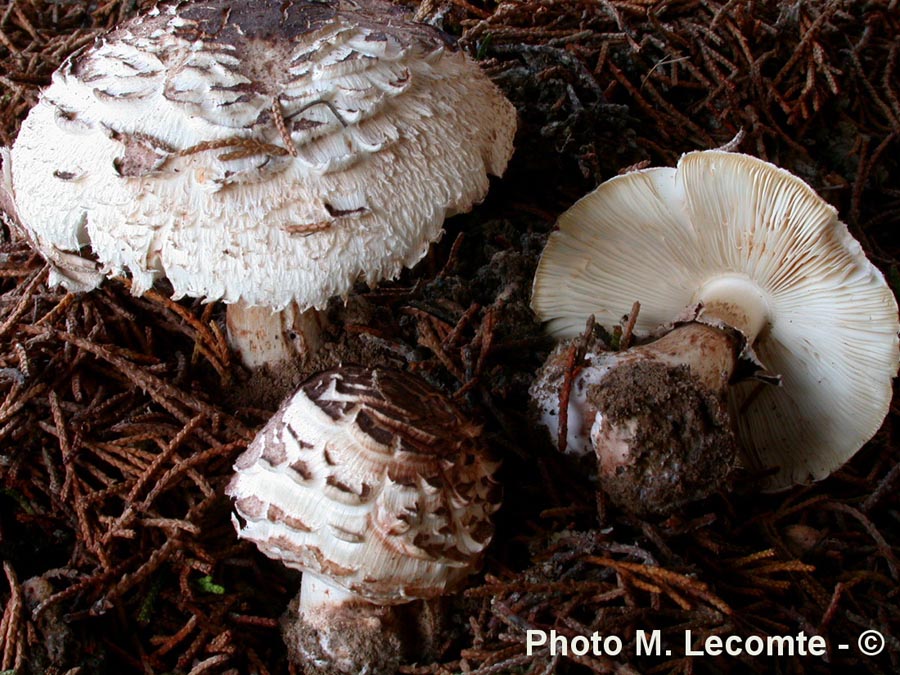 Macrolepiota hortensis