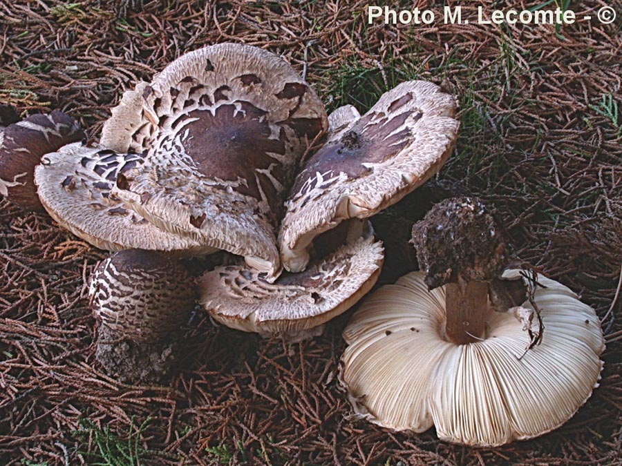 Macrolepiota hortensis