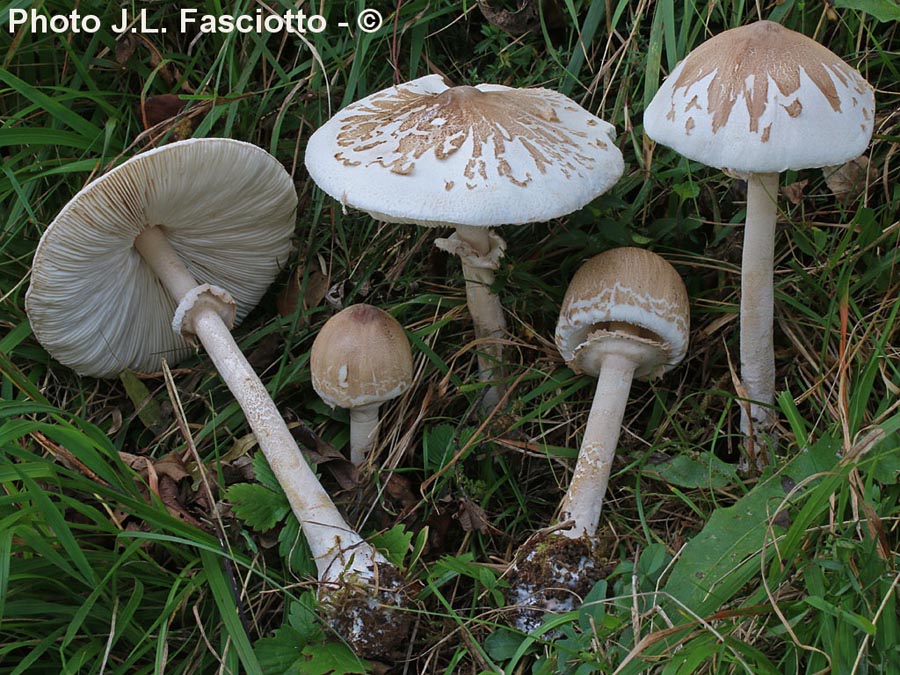 Macrolepiota mastoidea