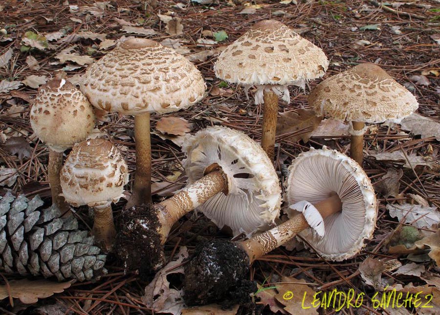 Macrolepiota mastoidea