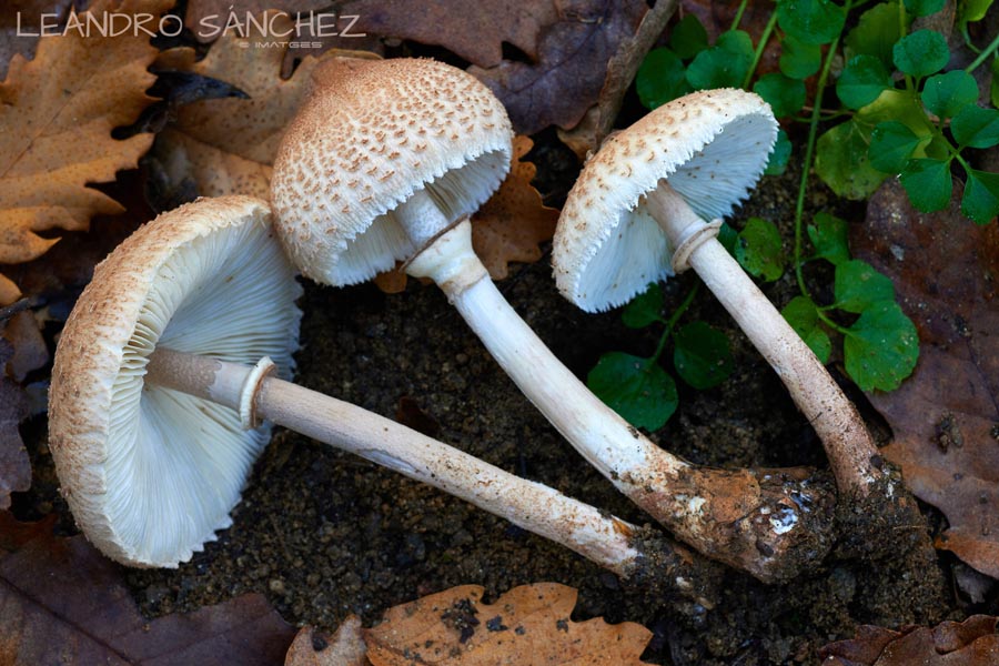 Macrolepiota mastoidea