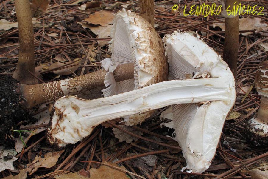 Macrolepiota mastoidea