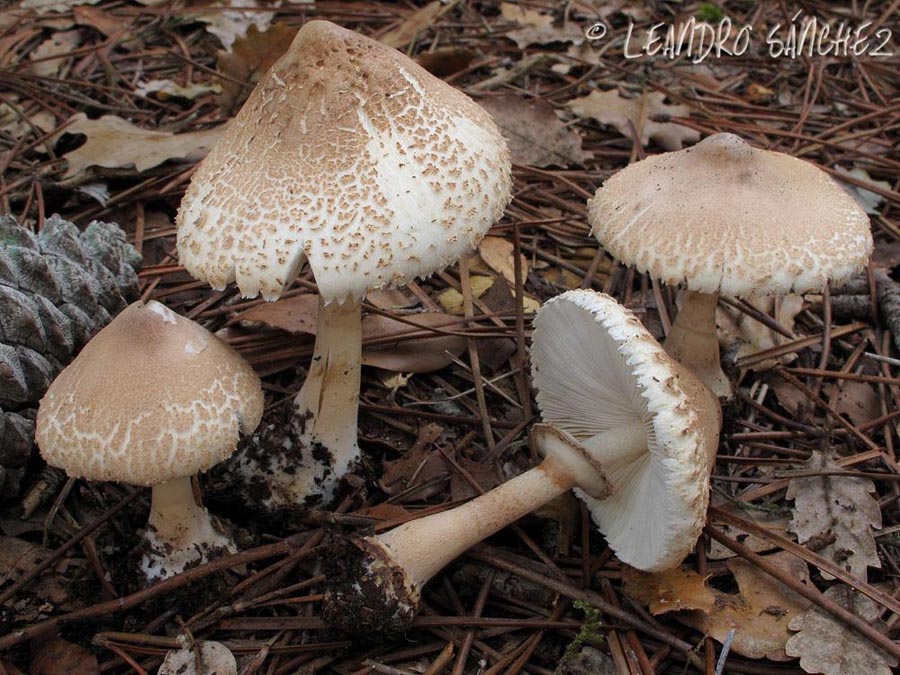 Macrolepiota mastoidea