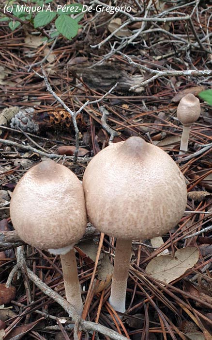 Macrolepiota mastoidea