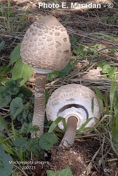 Macrolepiota procera (Lepiota procera)