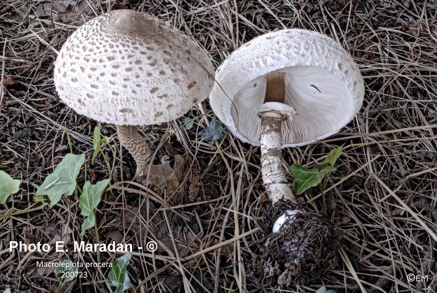 Macrolepiota procera (Lepiota procera)