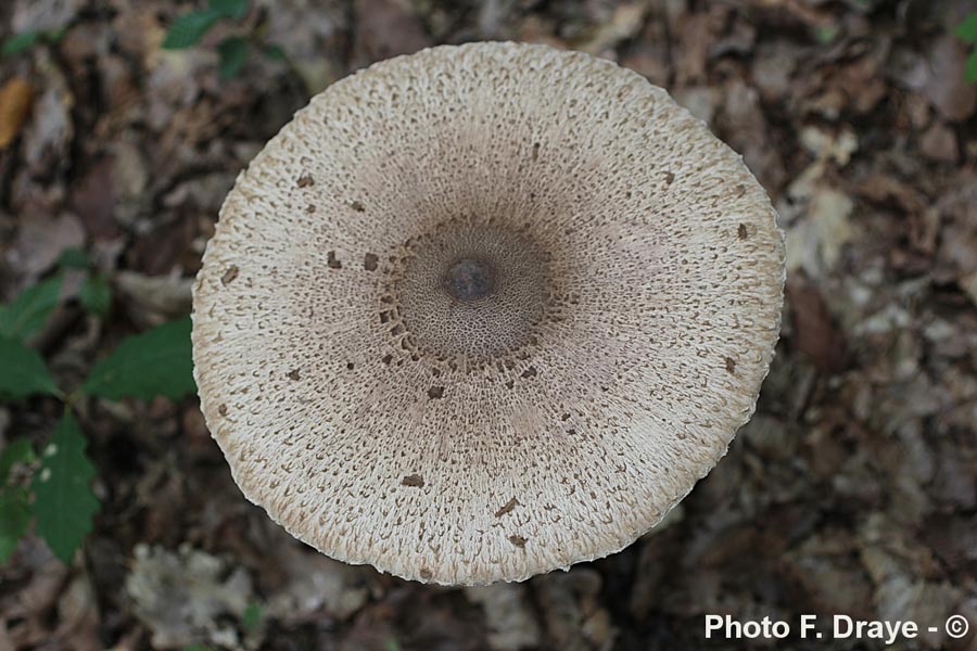 Macrolepiota procera