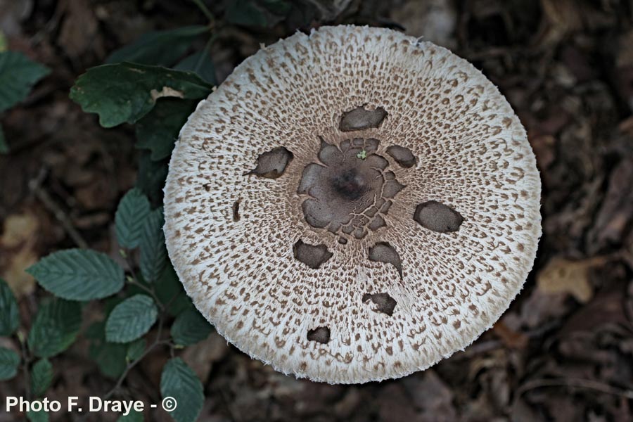 Macrolepiota procera