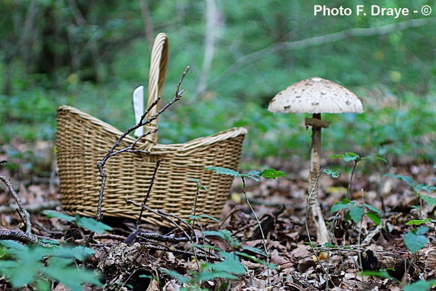 Macrolepiota procera