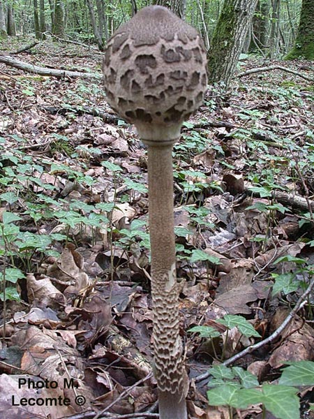 Macrolepiota procera