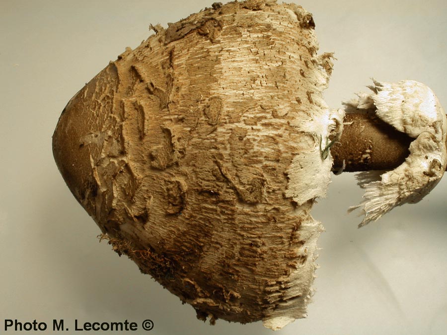 Macrolepiota procera