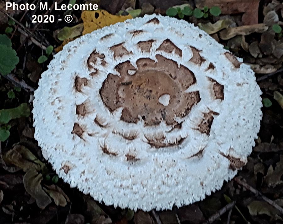 Macrolepiota procera (Lepiota procera)