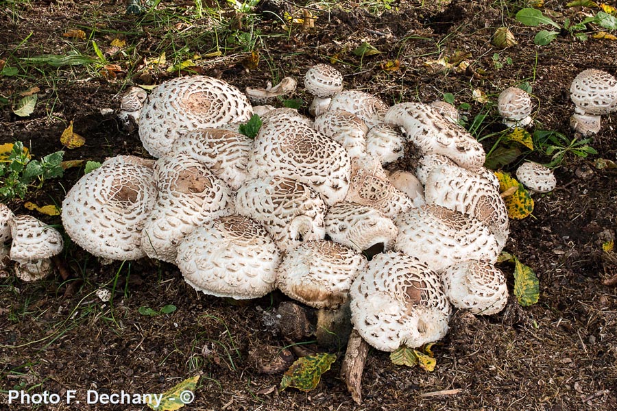 Macrolepiota rachodes var. hortensis (Chlorophyllum brunneum)