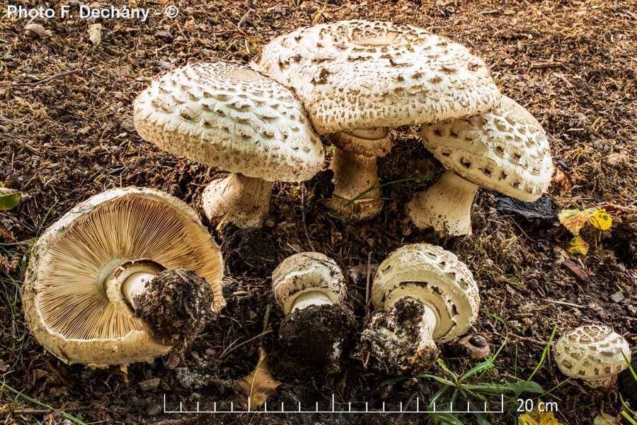 Macrolepiota rachodes var. hortensis (Chlorophyllum brunneum)