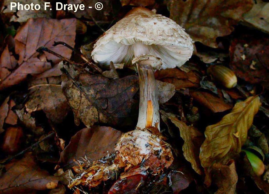 Macrolepiota rhacodes (Chlorophyllum brunneum)