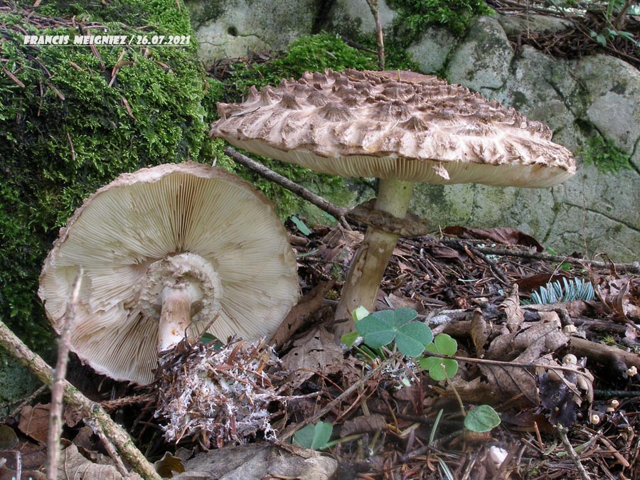 Macrolepiota rhacodes (Chlorophyllum brunneum)