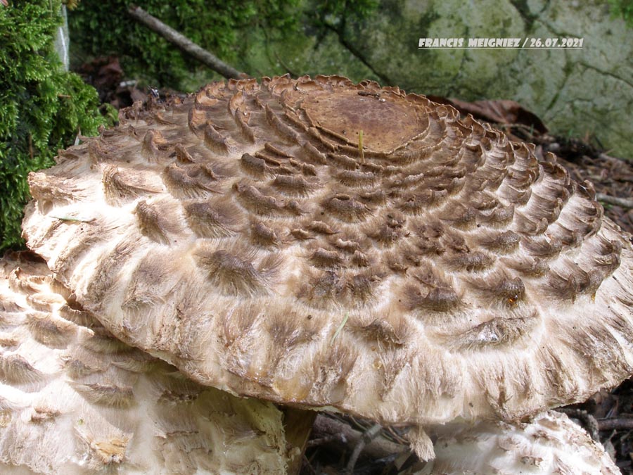 Macrolepiota rhacodes (Chlorophyllum brunneum)