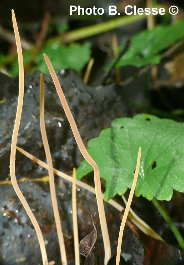 Macrotyphula juncea