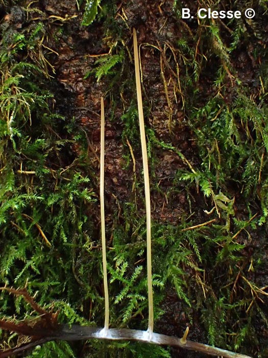 Macrotyphula juncea