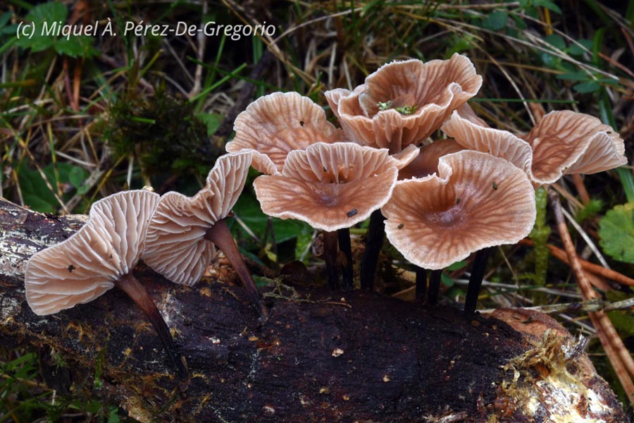 Marasmiellus foetidus