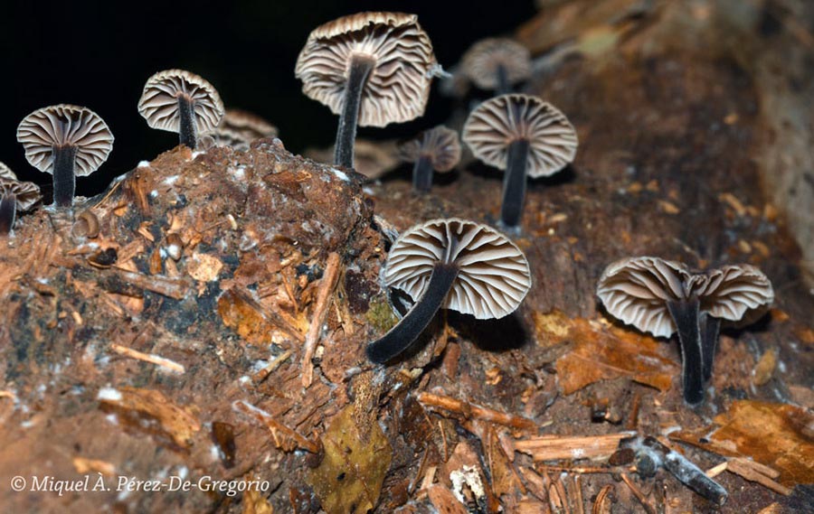 Marasmiellus foetidus