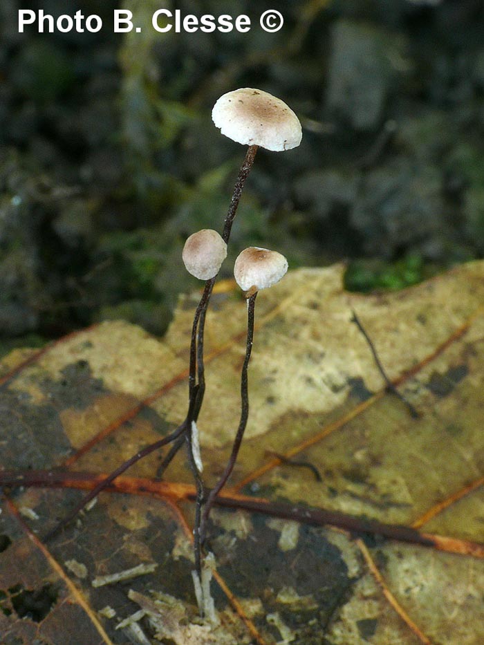 Marasmiellus quercophilus