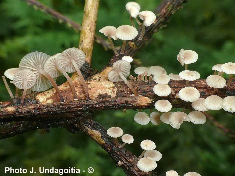 Marasmiellus ramealis