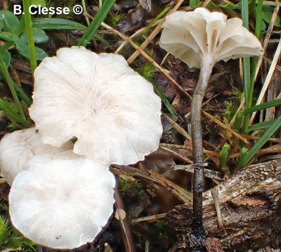 Marasmiellus tricolor