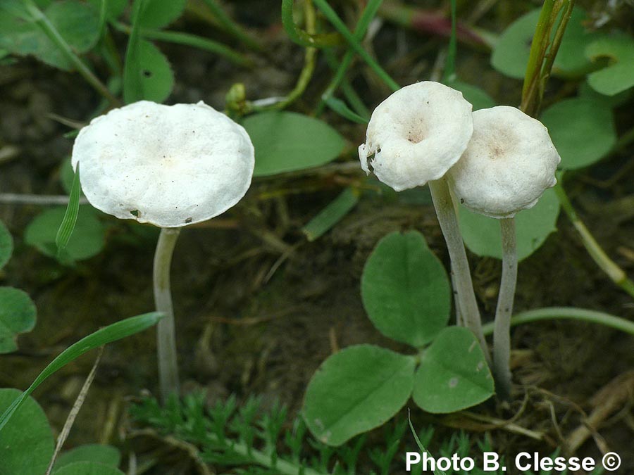 Marasmiellus tricolor 