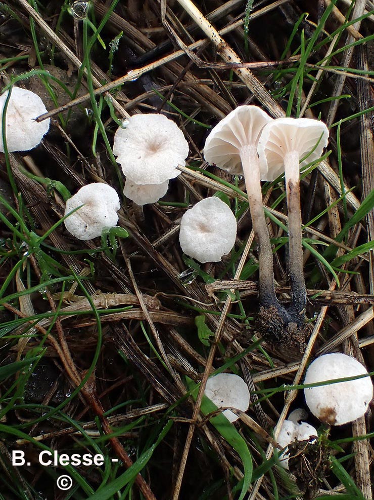 Marasmiellus tricolor