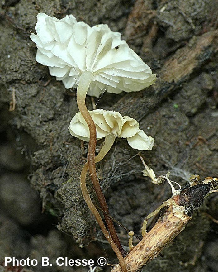 Marasmiellus vaillantii