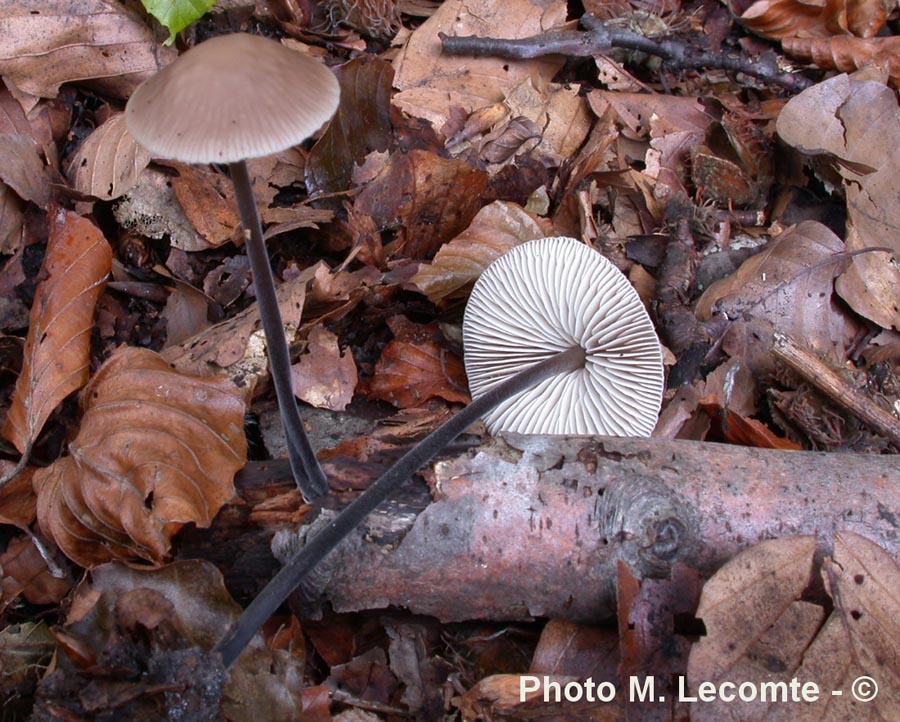 Marasmius alliaceus