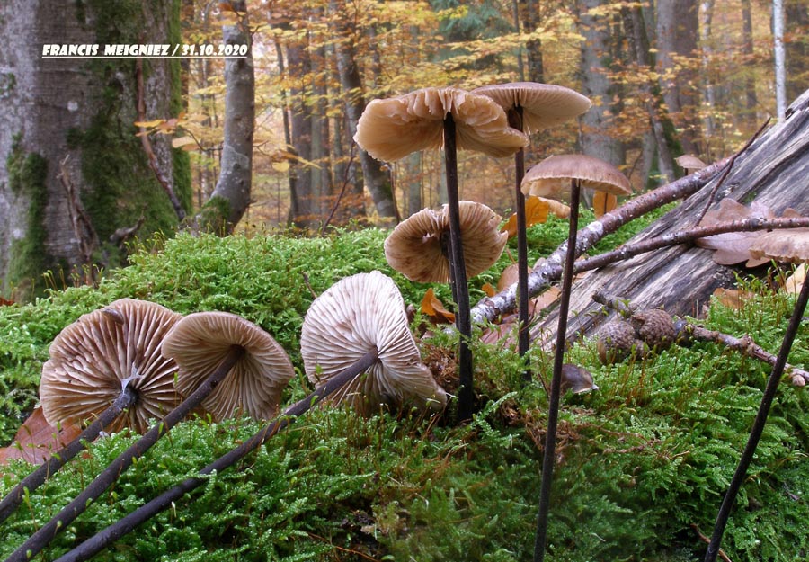 Marasmius alliaceus