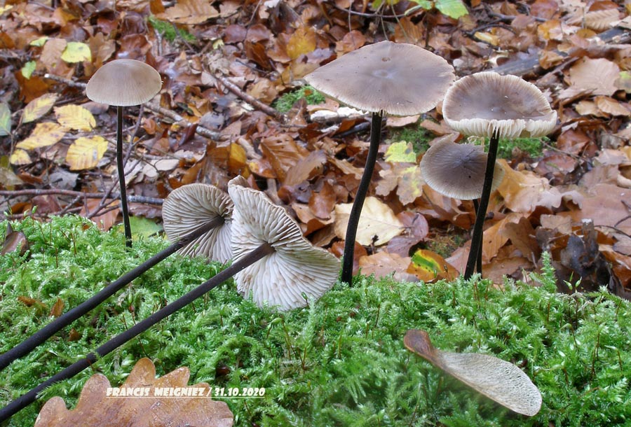 Marasmius alliaceus