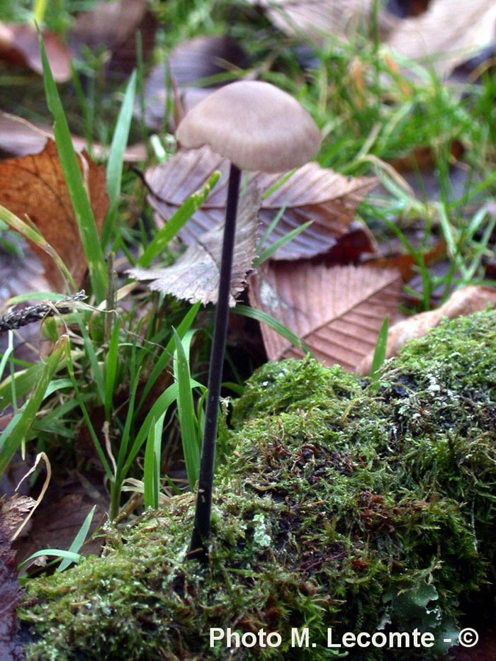 Marasmius alliaceus