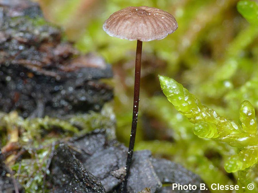 Marasmius androsaceus (Setulipes androsaceus) (Gymnopus androsaceus)