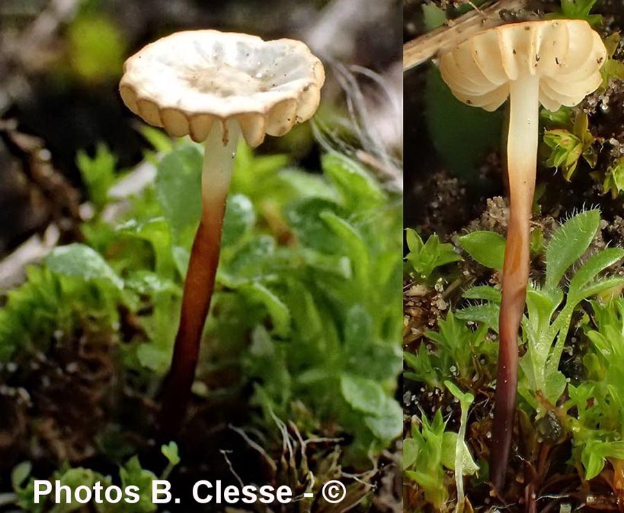 Marasmius anomalus var. microsporus