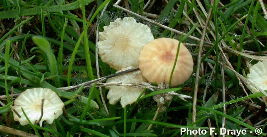 Marasmius anomalus