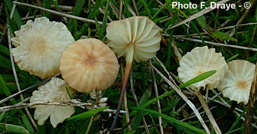 Marasmius anomalus