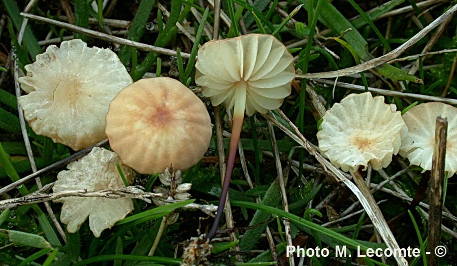 Marasmius anomalus